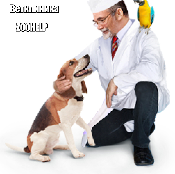 Ветеринарная скорая помощь ZooHelp