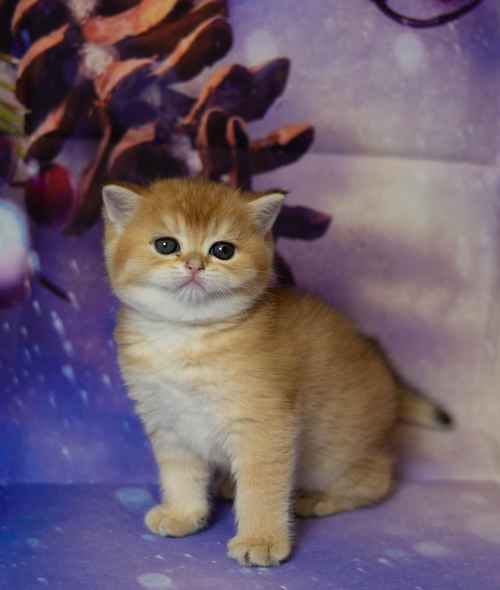 Британские котята разных окрасов Питомник. Москва.