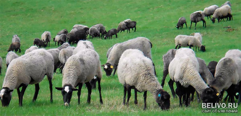 Племенное овцеводство и эффективное кормоводство.