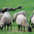 Племенное овцеводство и эффективное кормоводство.