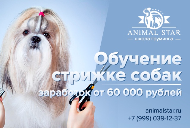 Школа груминга AnimalStar