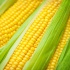 Продаем семена кукурузы краснодар