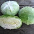Семена белокочанной капусты Наоми F1 фирмы Китано